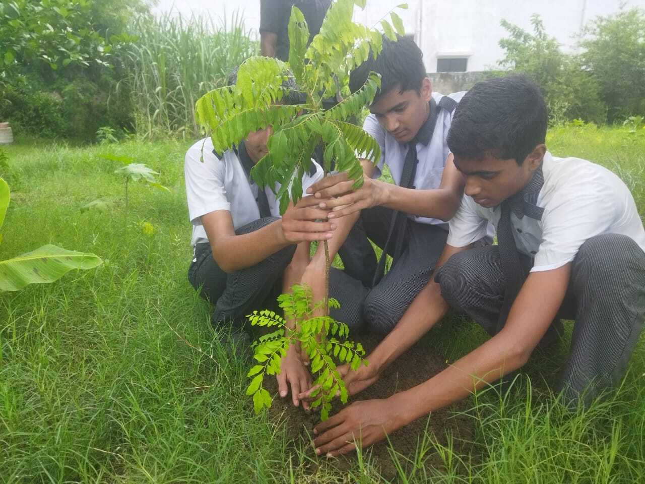 DAY 12 TREE PLANTATION DRIVE AT SCHOOL